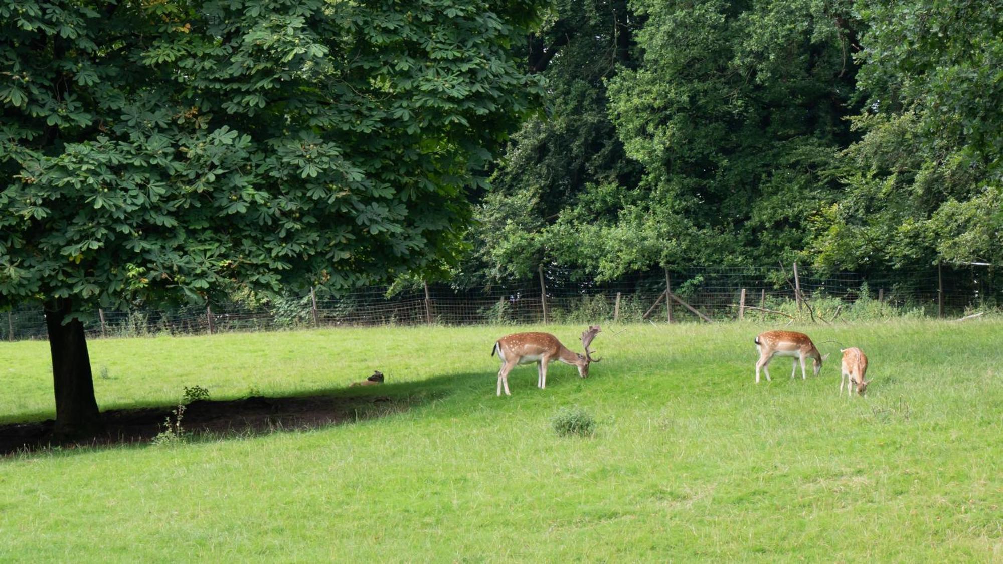 Waldhotel Felsenkeller Bad Iburg Eksteriør bilde
